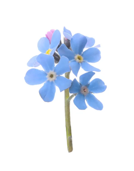 Piękne Niebieskie Nie Zapomnij Mnie Kwiaty Odizolowane Białym — Zdjęcie stockowe