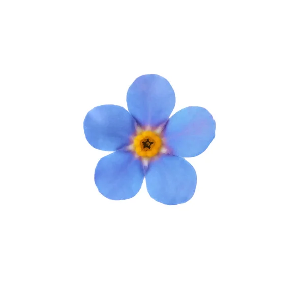 Нежный Голубой Забудь Меня Цветок Белом Фоне — стоковое фото