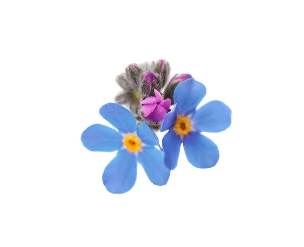 Piękne Niebieskie Nie Zapomnij Mnie Kwiaty Białym Tle — Zdjęcie stockowe