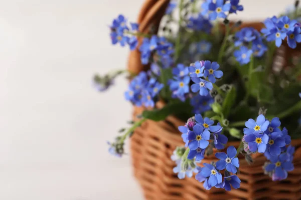 Beautiful blue forget-me-not flowers in wicker basket on white background, closeup. Space for text