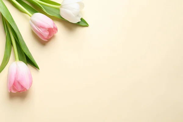 Prachtige Roze Lente Tulpen Beige Achtergrond Plat Gelegd Ruimte Voor — Stockfoto