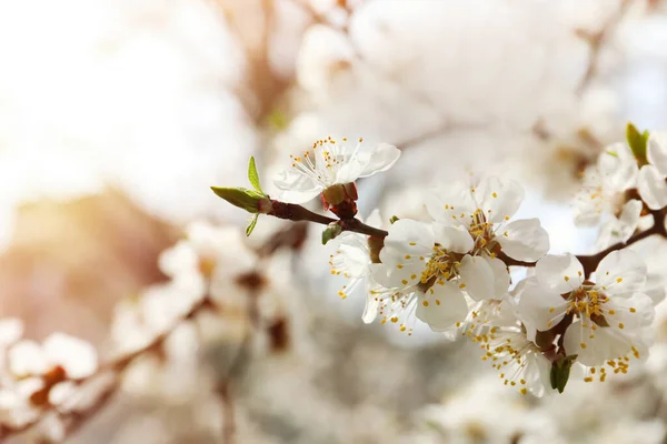 Açık Havada Minik Narin Çiçekleri Olan Güzel Bir Kayısı Ağacı — Stok fotoğraf
