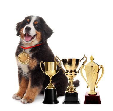 Beyaz arka planda altın madalyalı ve kupalı sevimli Bernese dağ köpeği.