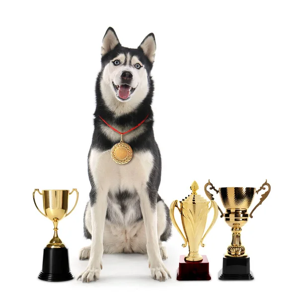 Lindo Perro Husky Siberiano Con Medalla Oro Copas Trofeo Sobre — Foto de Stock