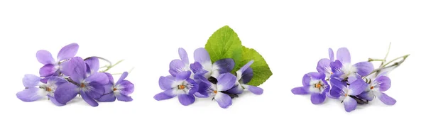 Conjunto Com Belas Violetas Madeira Sobre Fundo Branco Design Banner — Fotografia de Stock