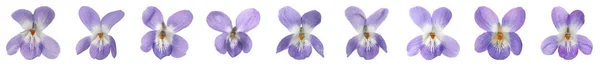 Conjunto Com Belas Violetas Madeira Sobre Fundo Branco Design Banner — Fotografia de Stock