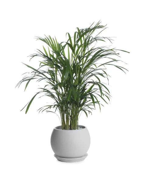 Beautiful Exotic House Plant Isolated White — Stock Photo, Image