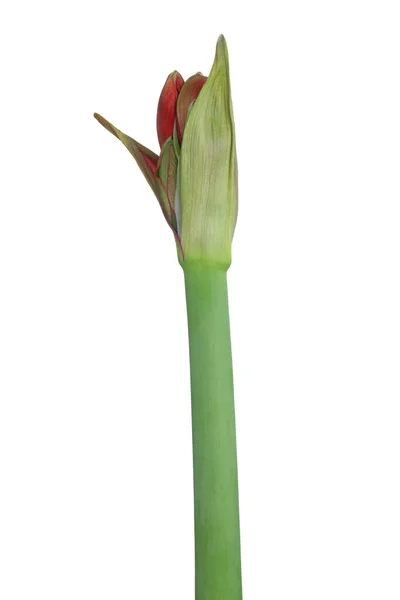 Krásné Čerstvé Amaryllis Květiny Bílém Pozadí — Stock fotografie