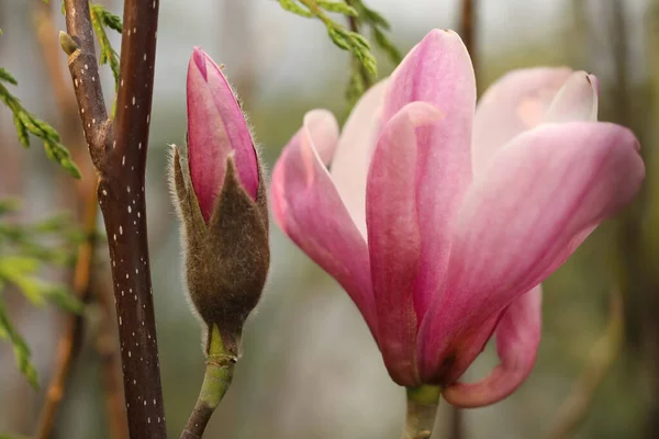 Closeup View Beautiful Blooming Magnolia Tree Outdoors — Stock Photo, Image