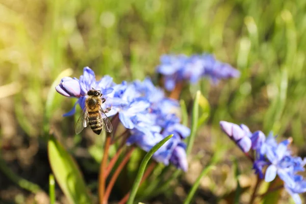 Wasp Beautiful Siberian Squill Flowers Garden Closeup — Stock Photo, Image