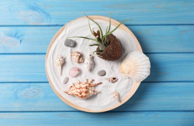 Beautiful tillandsia plant and seashells on light blue wooden table, top view. House decor clipart