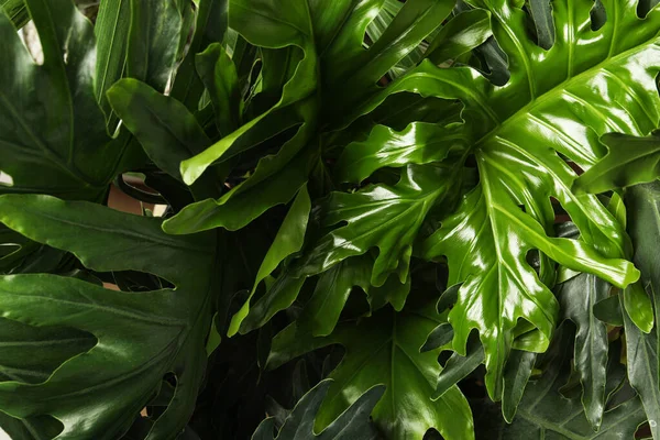 緑豊かな葉を持つモンスター 閉じます 熱帯植物 — ストック写真