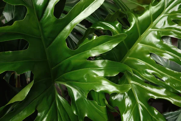 Monstera Lush Leaves Closeup Tropical Plant — Stock Photo, Image