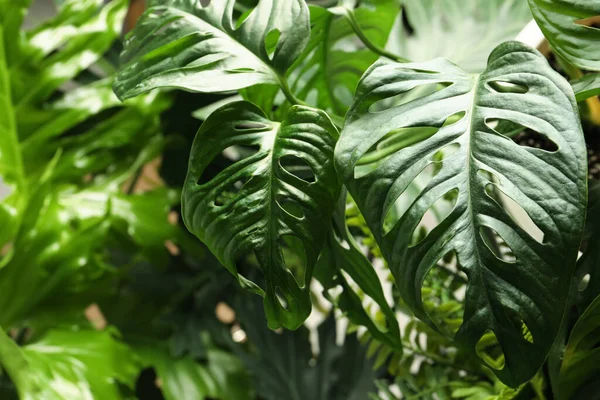 Monstera Met Weelderige Bladeren Close Tropische Planten — Stockfoto