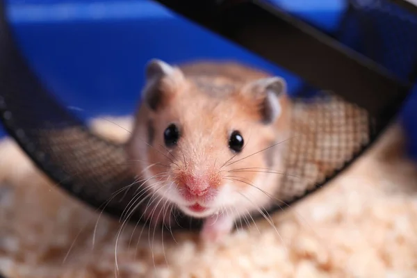 Mignon Petit Hamster Intérieur Roue Exercice Gros Plan — Photo