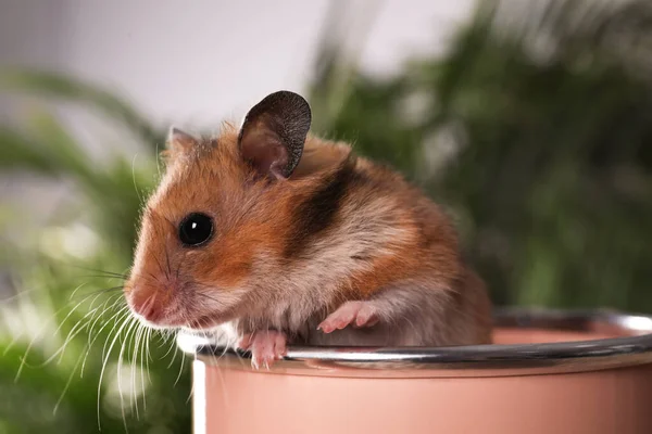 Pequeño Hámster Lindo Mirando Hacia Fuera Lata Rosada Contra Fondo — Foto de Stock