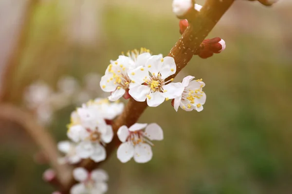 Όμορφο Κλαδί Βερίκοκου Μικροσκοπικά Τρυφερά Λουλούδια Εξωτερικούς Χώρους Κοντινό Πλάνο — Φωτογραφία Αρχείου