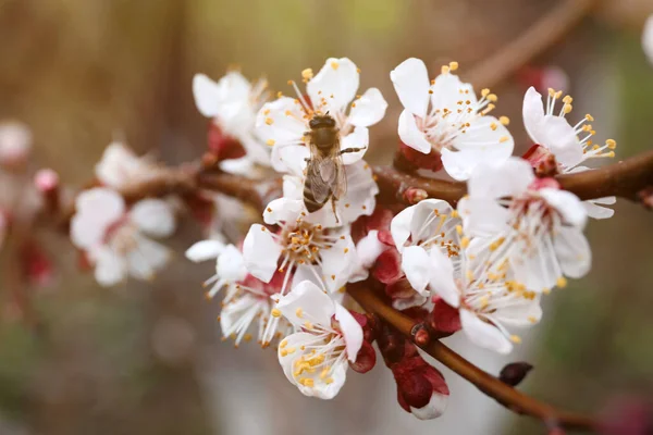 Όμορφη Μέλισσα Κλαδί Βερίκοκου Μικροσκοπικά Τρυφερά Λουλούδια Εξωτερικούς Χώρους Κοντινό — Φωτογραφία Αρχείου