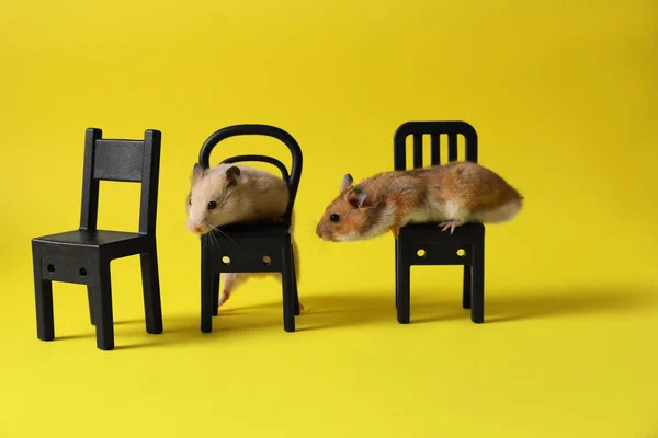 Rozkošné Křečci Černých Židlích Hračky Proti Žlutému Pozadí — Stock fotografie