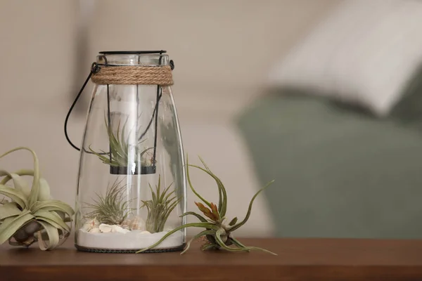 Různé Tillandsia Rostliny Florarium Dřevěném Stole Uvnitř Prostor Pro Text — Stock fotografie