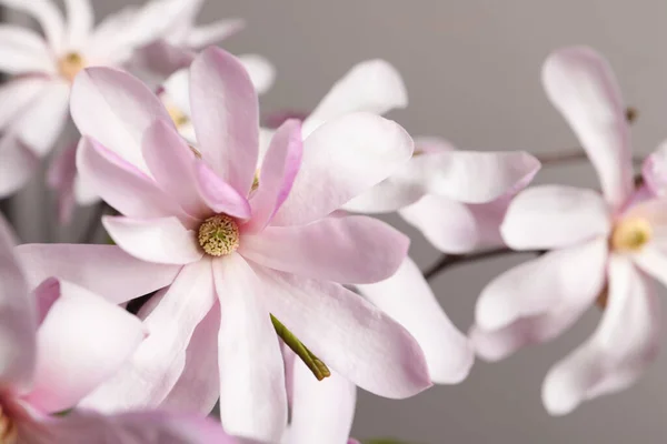 Красиві Квіти Магнолії Сірому Фоні Крупним Планом — стокове фото