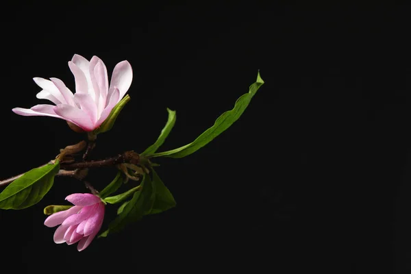 Magnolia Ramas Árbol Con Hermosas Flores Sobre Fondo Negro Primer — Foto de Stock
