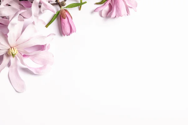 Красиві Квіти Магнолії Білому Тлі Вид Зверху — стокове фото