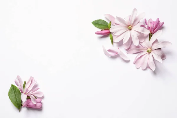Красиві Рожеві Квіти Магнолії Білому Тлі Вид Зверху — стокове фото