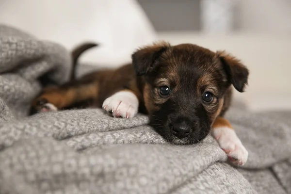 Cute Little Puppy Lying Grey Plaid Closeup — Stock Photo, Image