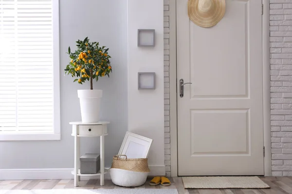 Potted Kumquat Boom Deuropening Interieur Ontwerp — Stockfoto