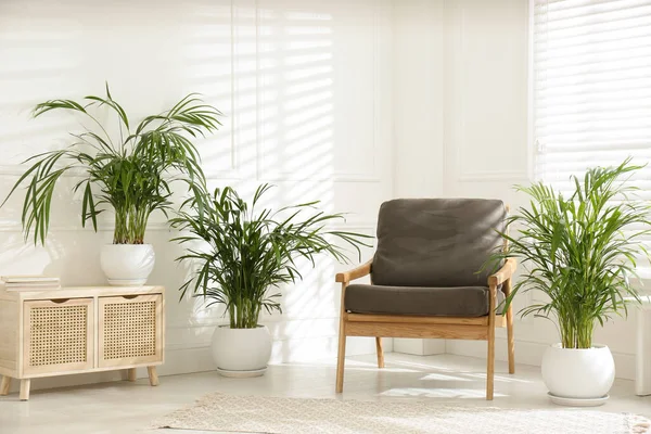 エキゾチックな家の植物とスタイリッシュな部屋のインテリア — ストック写真