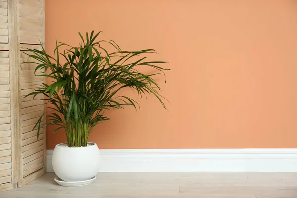 Hermosa Planta Exótica Casa Cerca Pared Color Interior Espacio Para —  Fotos de Stock
