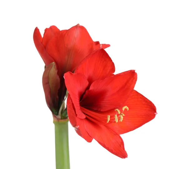 Beautiful Red Amaryllis Flower Isolated White — Stock Photo, Image