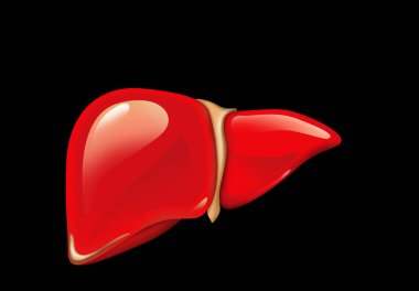 Siyah arka planda karaciğer resmi. İnsan anatomisi 
