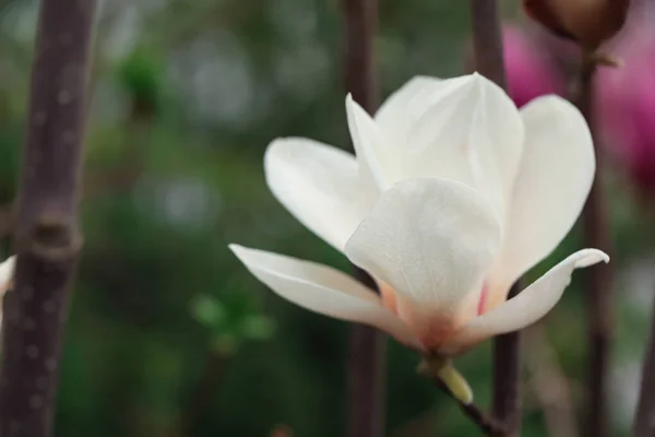 Piękny Kwitnący Kwiat Drzewa Magnolii Rozmytym Tle Zbliżenie — Zdjęcie stockowe