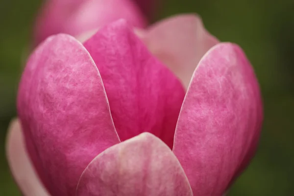 Beautiful Blooming Flower Magnolia Tree Blurred Background Closeup — Stock Photo, Image