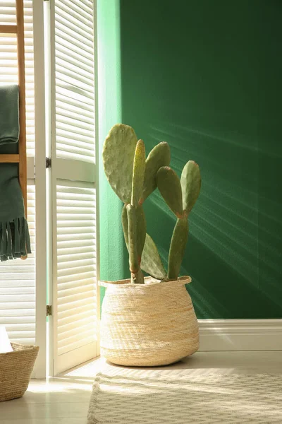 Potted Cactus Bij Groene Muur Kamer — Stockfoto