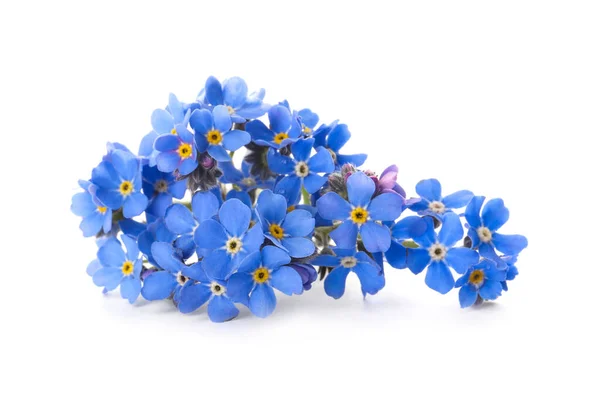 Gyönyörű Kék Felejtsd Nem Virágokat Elszigetelt Fehér — Stock Fotó