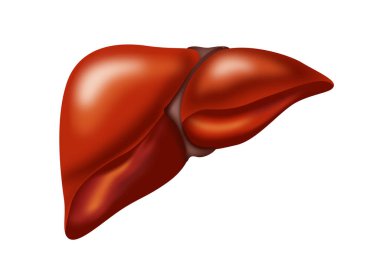Beyaz arka planda karaciğer tasviri. İnsan anatomisi 