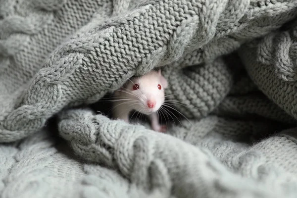 Милая Маленькая Крыса Завернутая Зеленое Трикотажное Одеяло — стоковое фото