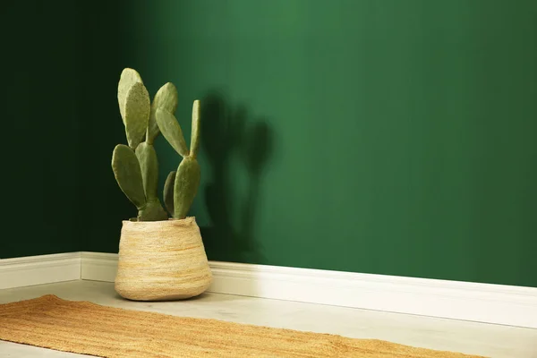 Cactus Pot Près Mur Vert Intérieur Espace Pour Texte — Photo