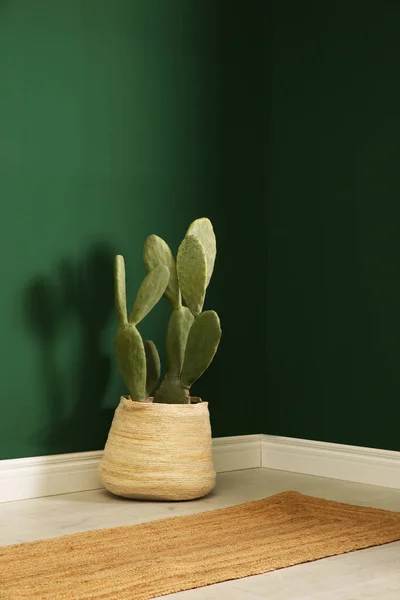 Cactus Pot Près Mur Vert Dans Chambre — Photo