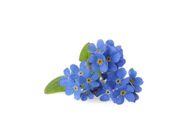 Красивый Синий Незабудка Цветы Изолированы Белом — стоковое фото
