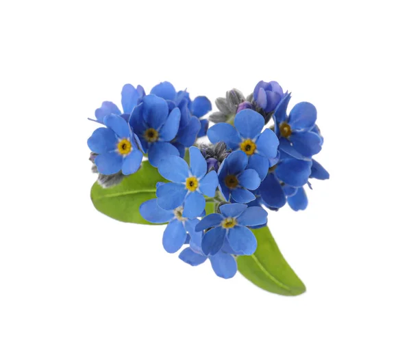 Hart Gemaakt Met Blauwe Vergeet Niet Bloemen Geïsoleerd Wit — Stockfoto