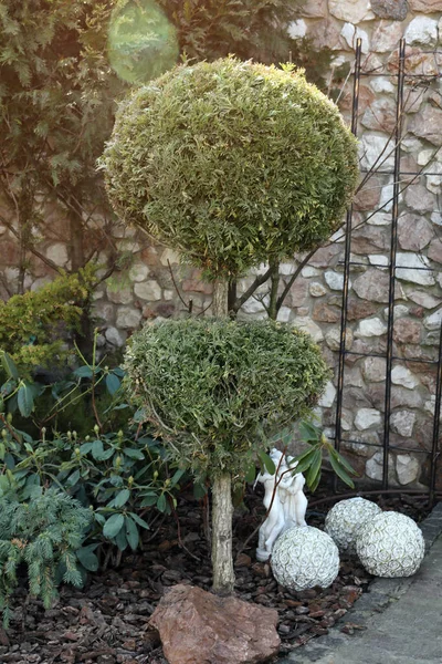 Schöner Bonsai Baum Garten Landschaftsgestaltung — Stockfoto