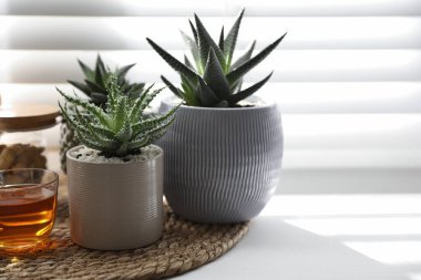 Bir sürü güzel saksı bitkisi, sulama tenekesi ve pencere pervazında bir fincan çay, yazı için yer. Çiçekli ev dekorasyonu