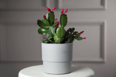 Güzel Schlumbergera (Noel ya da Şükran Günü kaktüsü) beyaz masada, ışık duvarına karşı saksıda.