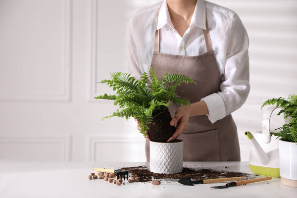 Woman planting fern at white table indoors, closeup