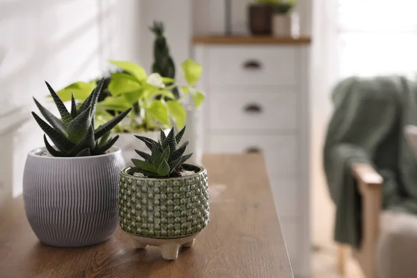 Belles Plantes Pot Sur Une Table Bois Intérieur Espace Pour — Photo