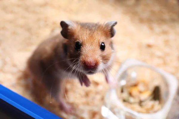 Mignon Petit Hamster Plateau Vue Rapprochée — Photo